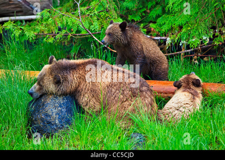 Costiera femmina orso grizzly mom con 2 cuccioli in appoggio su di una giornata piovosa lungo la grande orso Foresta Pluviale di British Columbia, Canada Foto Stock