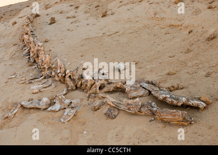 Il dorso di un Dorudon atrox whale esposta presso Wadi al-Hitan, Valle delle Balene Foto Stock