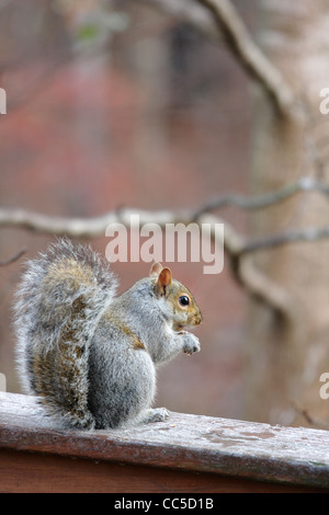 Lo Scoiattolo di mangiare la prima colazione su un gelido inverno mattina, North Carolina, STATI UNITI D'AMERICA Foto Stock