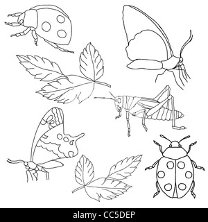 Set di insetti su uno sfondo bianco. Foto Stock