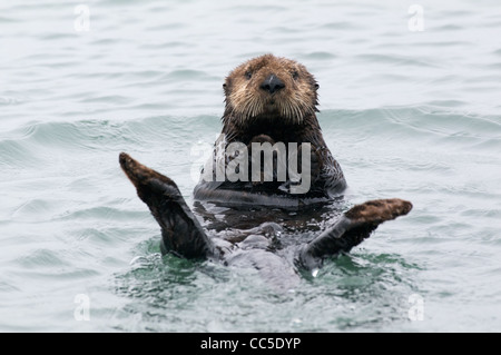 Un California Sea Otter (Enhydra lutris nereis) flottanti sulla sua schiena in Elkhorn Slough, Monterey County, California. Foto Stock