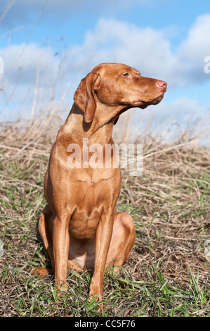 Un Vizsla ungherese cane si siede in un campo. Foto Stock