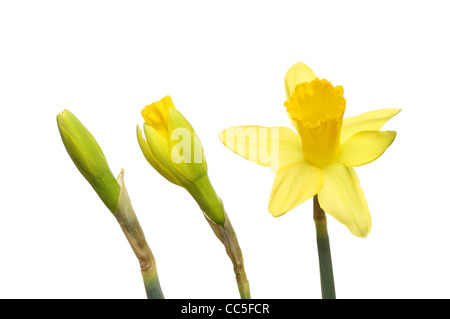 Daffodil boccioli e fiori, una stretta bud una rottura bud e un pieno fiore aperto Foto Stock