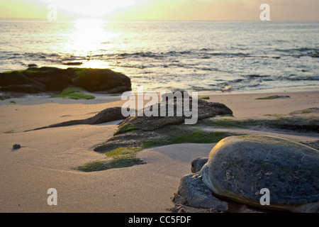 La tartaruga ritorna al mare dopo il nesting Foto Stock