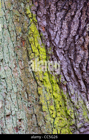 Il vecchio tronco di quercia ricoperti di alghe Quercus robur Foto Stock