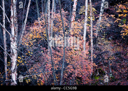 Caduta foglie, Wuling Mountain, Pechino, Cina Foto Stock