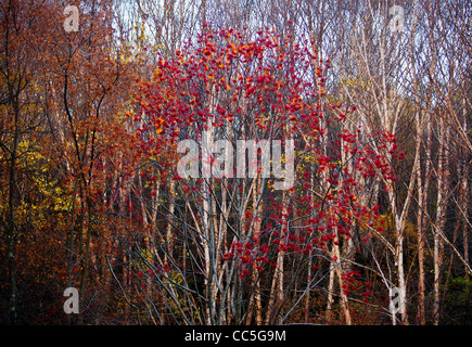 Caduta foglie, Wuling Mountain, Pechino, Cina Foto Stock