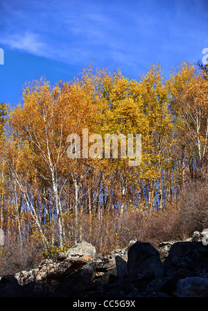 Caduta foglie, Wuling Mountain, Pechino, Cina Foto Stock