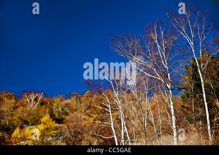 Caduta foglie, Wuling Mountain, Pechino, Cina Foto Stock
