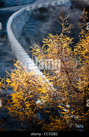 Caduta foglie, Wuling Mountain, Pechino, Cina Foto Stock