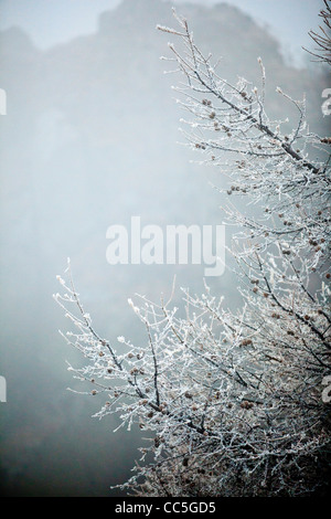 Ice-bordata di alberi, Wuling Mountain, Pechino, Cina Foto Stock