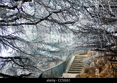 Ice-bordata di alberi, Wuling Mountain, Pechino, Cina Foto Stock