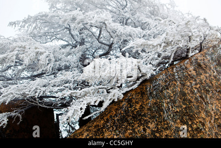 Ice-bordata tree, Wuling Mountain, Pechino, Cina Foto Stock