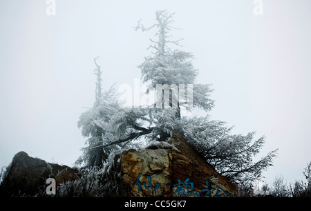 Ice-bordata tree, Wuling Mountain, Pechino, Cina Foto Stock