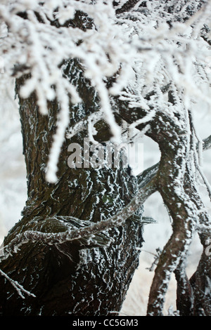 Ice-bordata tree, Wuling Mountain, Pechino, Cina Foto Stock