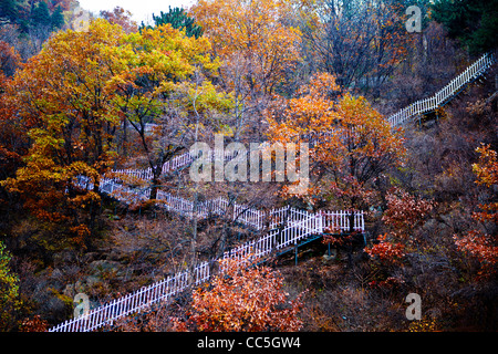 Caduta foglie, Wuling Mountain, Pechino, Cina Foto Stock