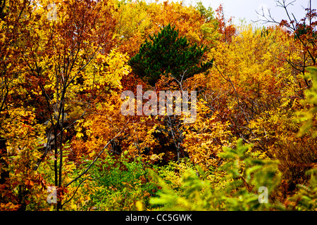 Caduta foglie, Wuling Mountain, Pechino, Cina Foto Stock