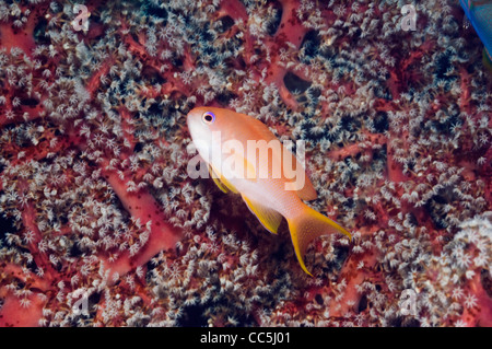 Lyretail anthias (Pseudanthias squamipinnis), nuoto femminile nella parte anteriore del corallo morbido. Indonesia. Foto Stock