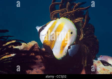 Arancio-nastrare coralfish (Coradion chrysozonus). Misool Raja Empat, Papua occidentale, in Indonesia. Foto Stock