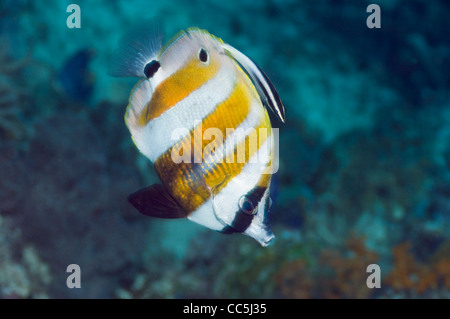 Arancio-nastrare coralfish (Coradion chrysozonus) con un Bicolor wrasse Labroides (bicolore) Foto Stock