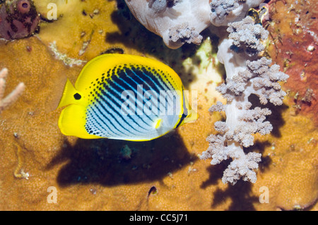 Spot-tail butterlyfish (Chaetodon ocellicaudus) alimentazione su soft coral. Raja Ampat, Papua occidentale, in Indonesia. Foto Stock