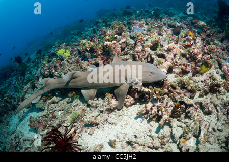 Brownbanded squalo Bamboo (Chiloscyllium punctatum). Indonesia. Foto Stock