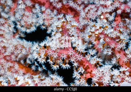 Rosa corallo morbido con polipi clustered sulle estremità dei rami. Acoel flatworms sui rami e polipi. Indonesia. Foto Stock