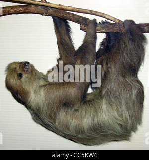 Linneo per le due dita bradipo Choloepus didactylus (ripiene) nel Museo di Bristol, Bristol, Inghilterra. Foto Stock