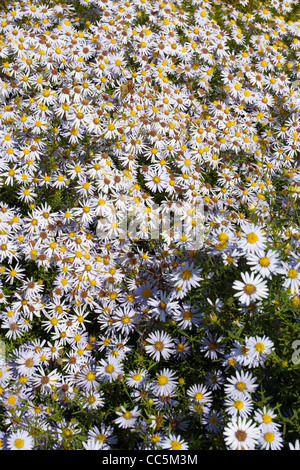 Blooming daisy, Qikou Città Vecchia, Lvliang, Shanxi , Cina Foto Stock