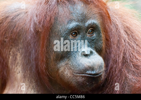 A chiudere il ritratto di una selvaggia ma abituare, femmina adulta orangutan, Camp Leakey, Borneo. Foto Stock