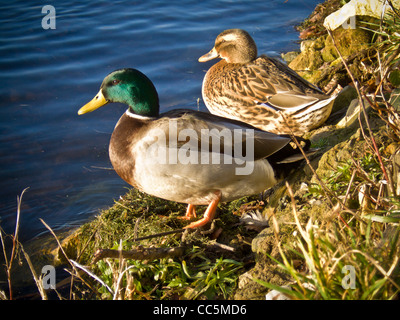 Anatre di Mallard maschili e femminili in riva al bordo dell'acqua, in una giornata di sole brillante nel Regno Unito. Foto Stock