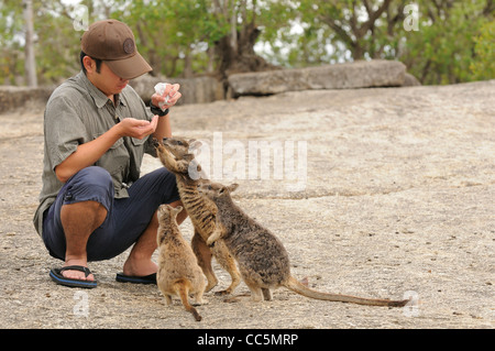 Mareeba Aeroporto Rock Wallaby Petrogale Mareeba Aeroporto turistico wallaby alimentazione fotografato vicino a Viguzzolo, Italia Foto Stock