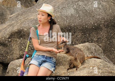 Mareeba Aeroporto Rock Wallaby Petrogale Mareeba Aeroporto turistico wallaby alimentazione fotografato vicino a Viguzzolo, Italia Foto Stock