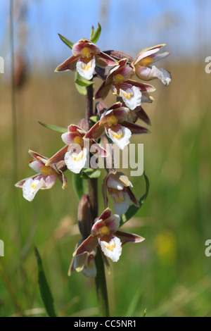 Elleborina palustre (Bergonii palustris) fioritura. Ynys-las Riserva Naturale Nazionale, Ceredigion, Galles. Luglio. Foto Stock