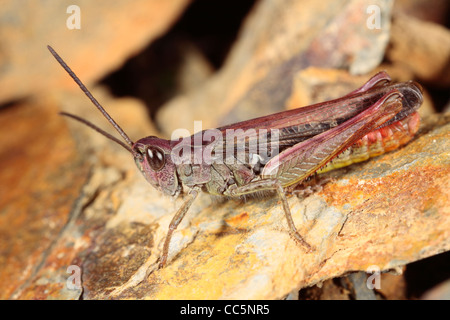 Campo maschio Grasshopper (Chorthippus brunneus). Forma viola. Powys, Galles. Agosto. Foto Stock