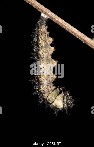 La metamorfosi di una piccola tartaruga butterfly (Aglais urticae) larva in un pupa. 1 di 7. Foto Stock
