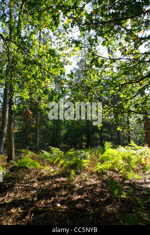 Misti di quercia e bosco di conifere nella Foresta di Dean, Gloucestershire, Inghilterra. Settembre. Foto Stock