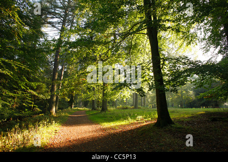 Percorso attraverso miscelati Faggio/bosco di conifere. La Foresta di Dean, Gloucestershire, Inghilterra. Settembre. Foto Stock