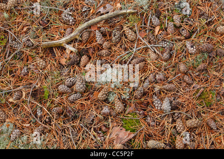 Caduto pigne e degli aghi sotto il pino silvestre (Pinus sylvestris) alberi. Muir of Dinnet Riserva Naturale Nazionale, Scozia. Foto Stock
