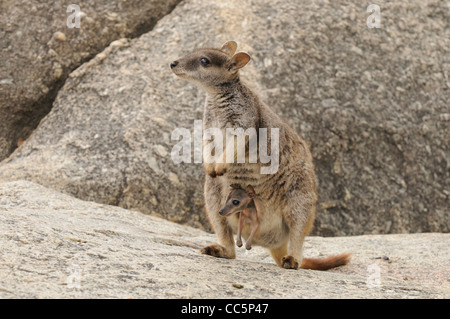 Mareeba Aeroporto Rock Wallaby Petrogale Mareeba Aeroporto femmina e joey fotografato vicino a Viguzzolo, Italia Foto Stock