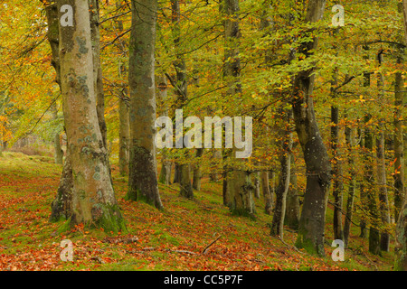 Il faggio (Fagus sylvatica) Bosco in autunno. Vicino Edzell, Angus, Scozia. Ottobre. Foto Stock