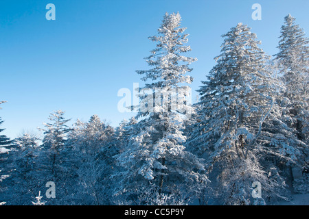 Alberi con rime, Lianhua Mountain Ski Resort, Changchun, Jilin , Cina Foto Stock