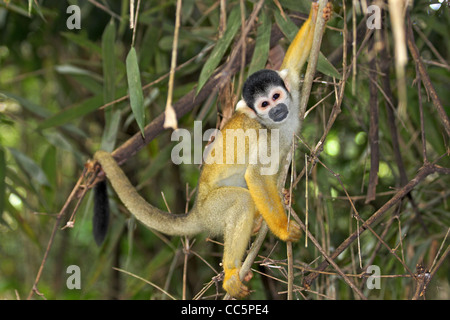 Un simpatico e curioso WILD Scimmia di scoiattolo (Saimiri boliviensis) nell'Amazzonia peruviana Foto Stock