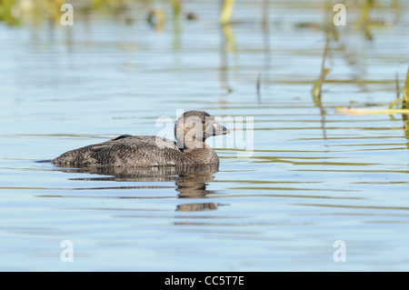 Musk Duck Biziura lobata femmina fotografato in Victoria, Australia Foto Stock