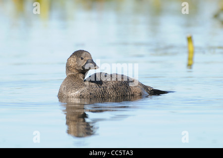 Musk Duck Biziura lobata femmina fotografato in Victoria, Australia Foto Stock