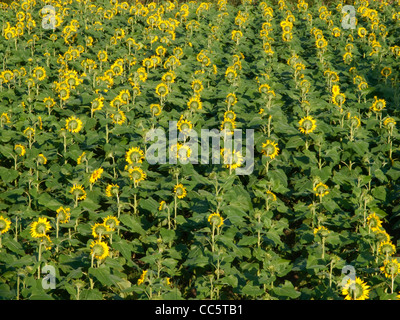 Campo di girasole, Zhengding, Shijiazhuang, Hebei , Cina Foto Stock