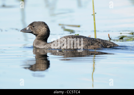 Musk Duck Biziura lobata femmina fotografato in Victoria, Australia Foto Stock