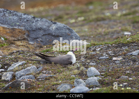 Long-tailed skua, Stercorarius Longicaudus, incubare l'uovo sul nido, Camp Mansfield, Blomstrandhalvoya Spitzbergen Svalbard Foto Stock