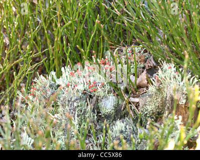 I licheni / Cladonia macilenta, Cladonia fimbriata / Rotfrüchtige Säulenflechte und Trompetenflechte Foto Stock