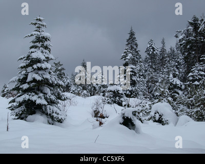 Paesaggio invernale, legno con neve / Winterwald mit Schnee Foto Stock